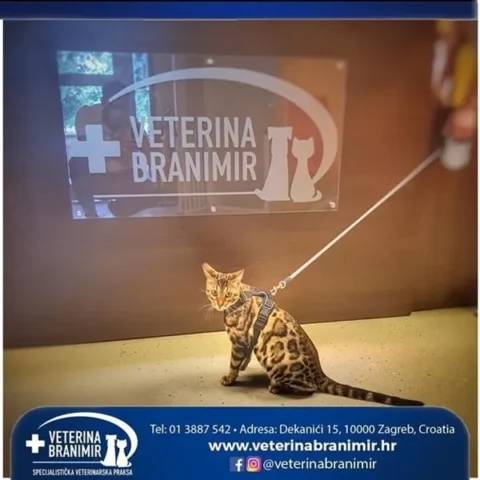 Bengalska mačka na povodcu ispred logotipa Veterine Branimir