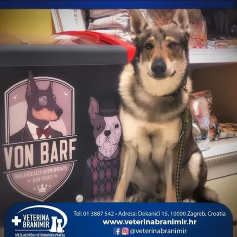 Njemački ovčar sjedi u ordinaciji