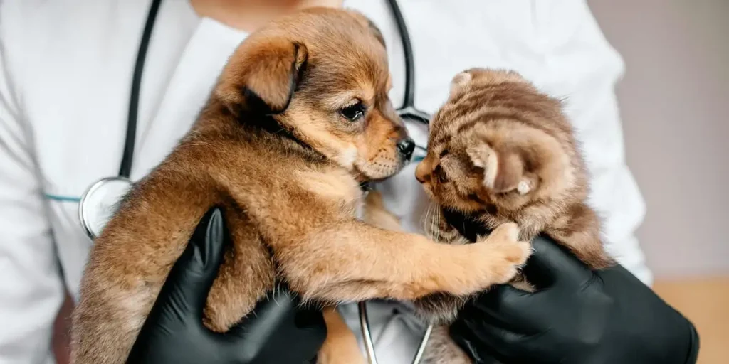 Veterinar drži dva šteneta