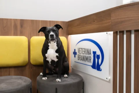 Pas sjedi na recepciji Veterine Branimir na Laništu