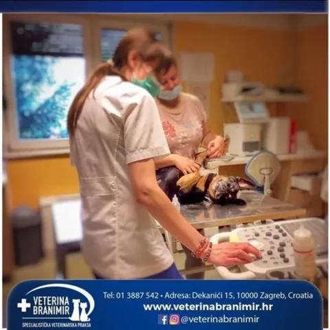 Veterinarka pregledava psa na stolu