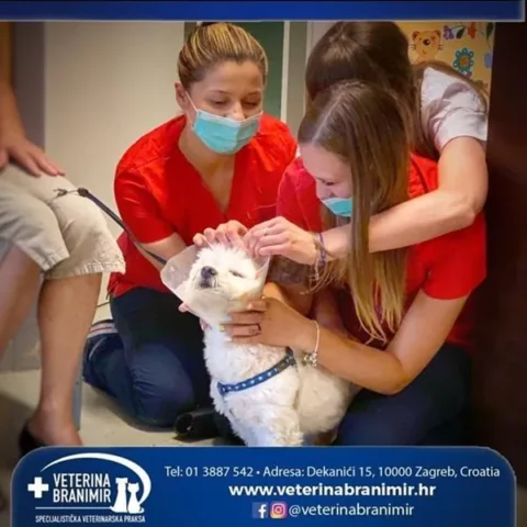Veterinarke pregledavaju uho malog bijelog psa