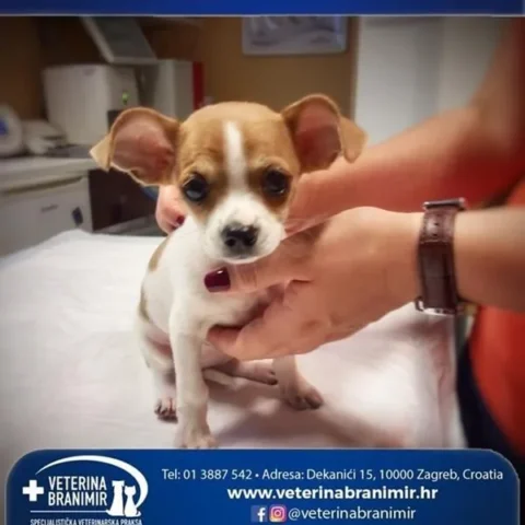 Štene čivave na pregledu kod veterinara