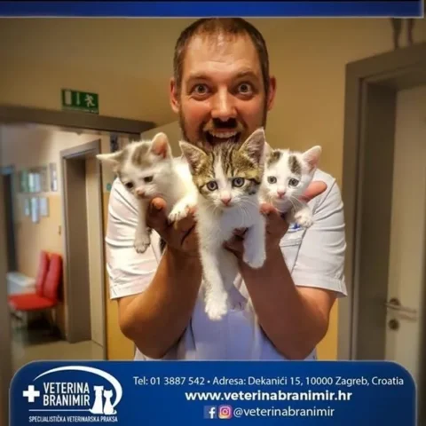 Veterinar drži tri mačića