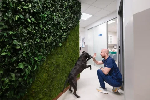 Veterinar i pas ispred zelenog zida na Laništu
