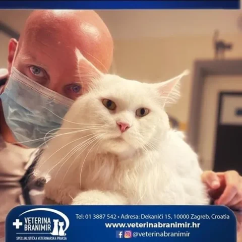 Veterinar s bijelom perzijskom mačkom