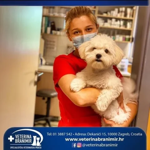 Veterinarska tehničarka drži bijelog maltezera